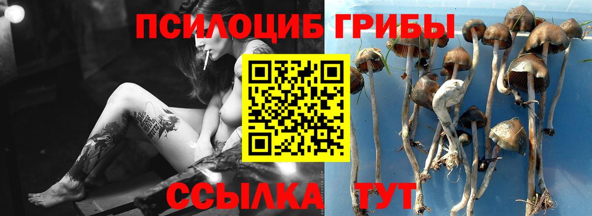 Людиново  Псилоцибиновые грибы GOLDEN TEACHER  Вход с VPN  Псилоцибиновые грибы Psilocybine cubensis 
